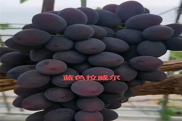 葡萄苗