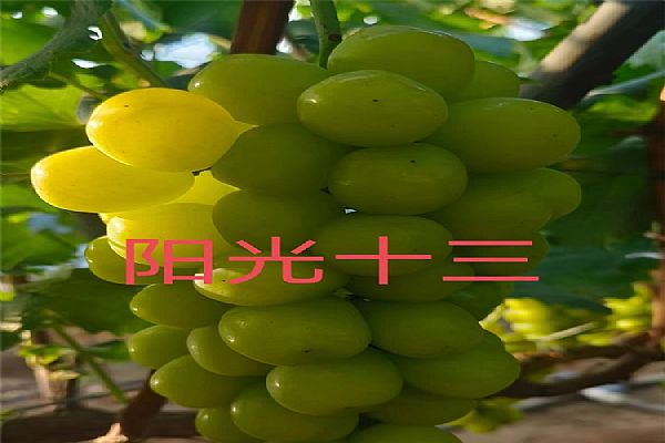 葡萄苗