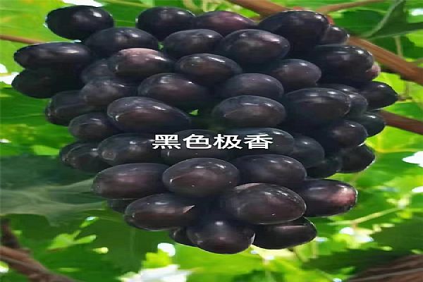 葡萄苗
