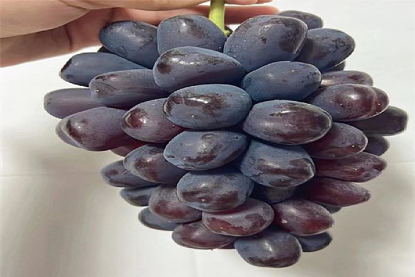 葡萄苗