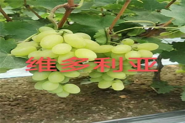 葡萄苗