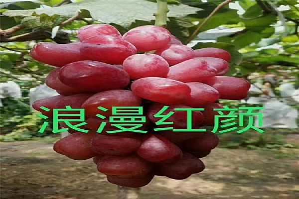 葡萄苗