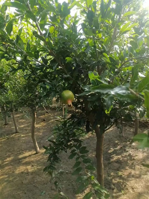 软籽石榴