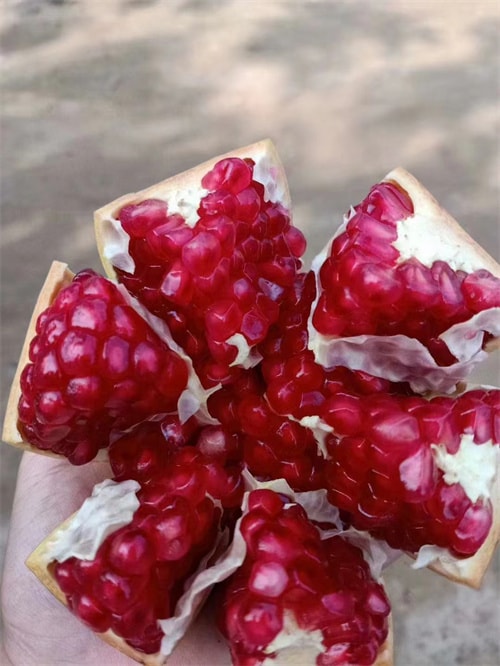 软籽石榴