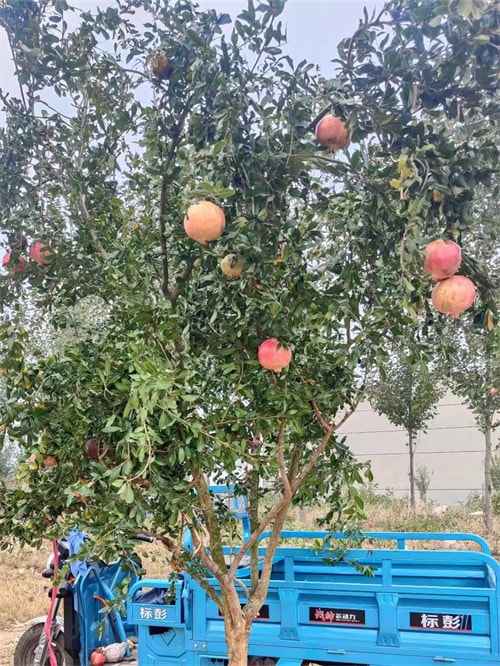 软籽石榴