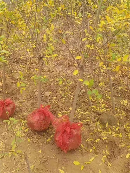 软籽石榴