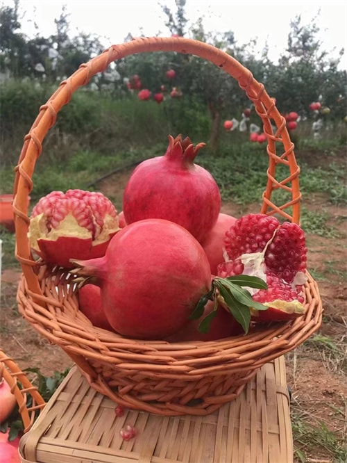 软籽石榴
