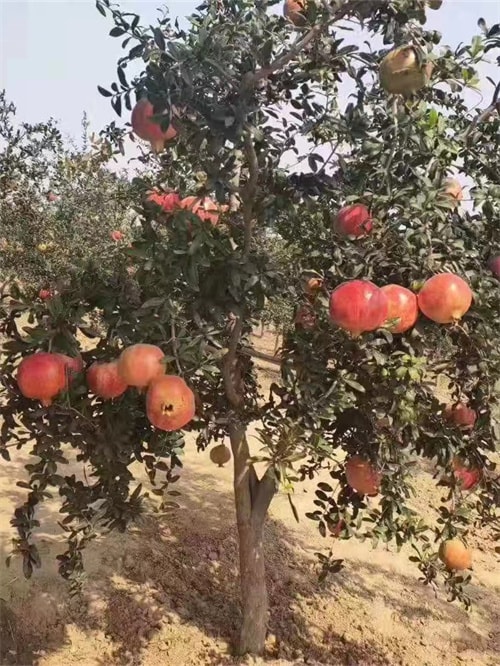 软籽石榴