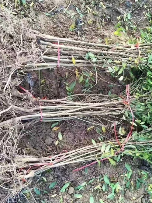 软籽石榴