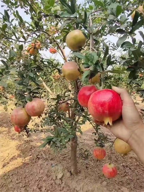 软籽石榴